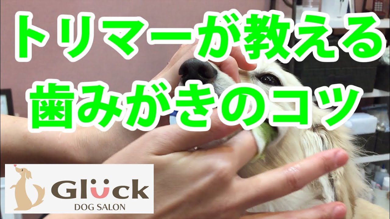 トリマーが教える　歯みがき