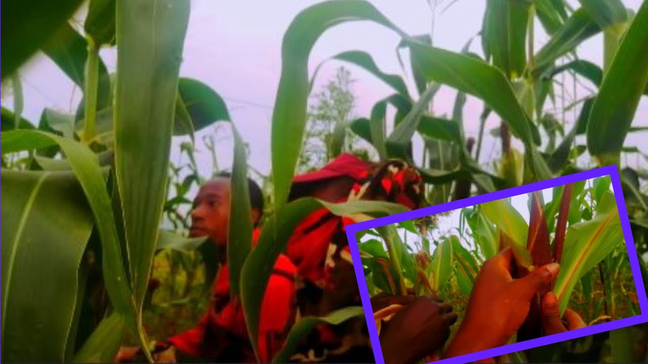 Ubujura bukabije: Bafatiwe mumurima w'ibigori bahita bica umusekirite😭