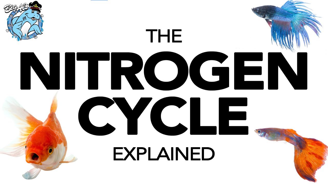 What is the Nitrogen Cycle (and How Does it Work)? | BigAlsPets.com