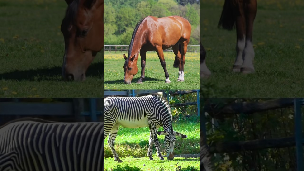 Horse x zebra hybrid #nature #horse #zebra #zeros