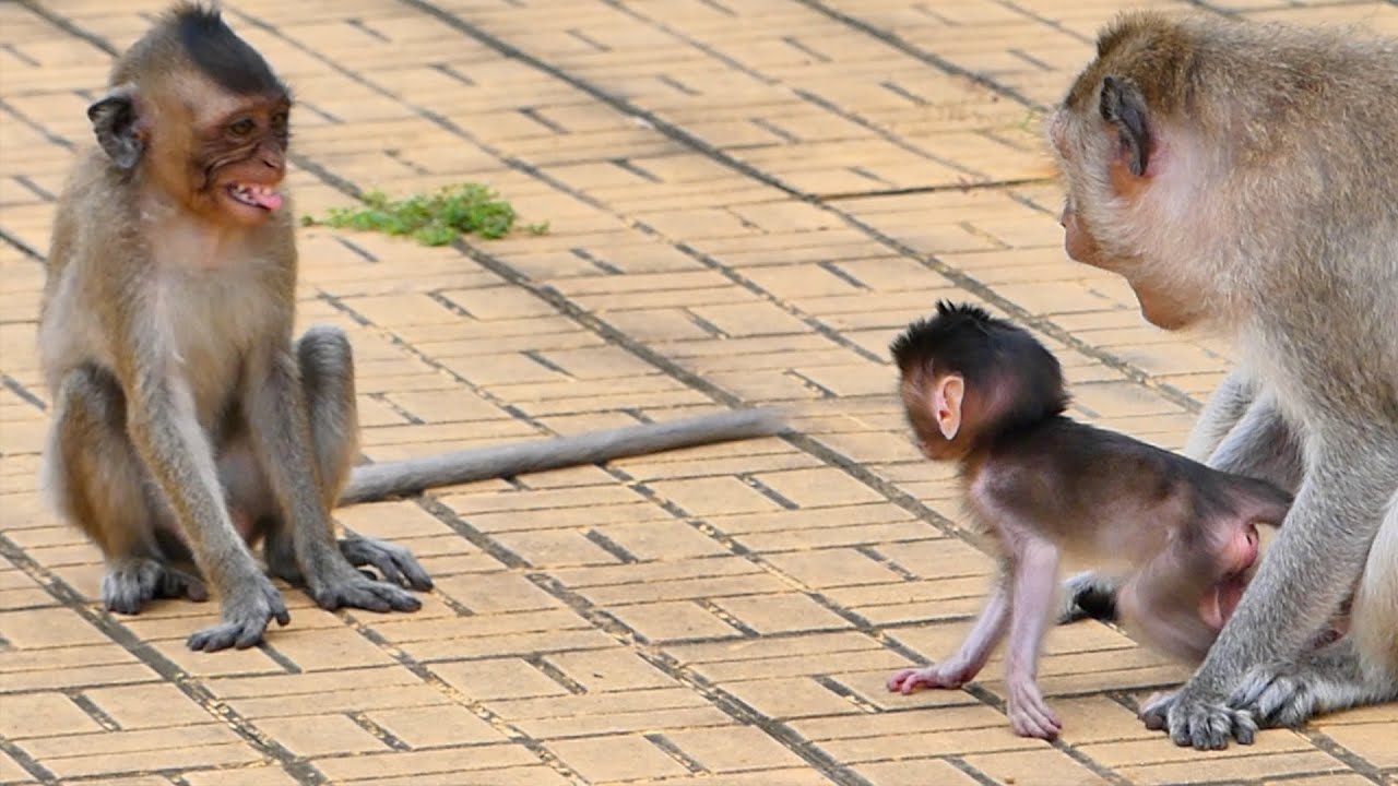 Tiny Baby Ramos wants to play with Sister Riny but Mama Rany doesn't allow it