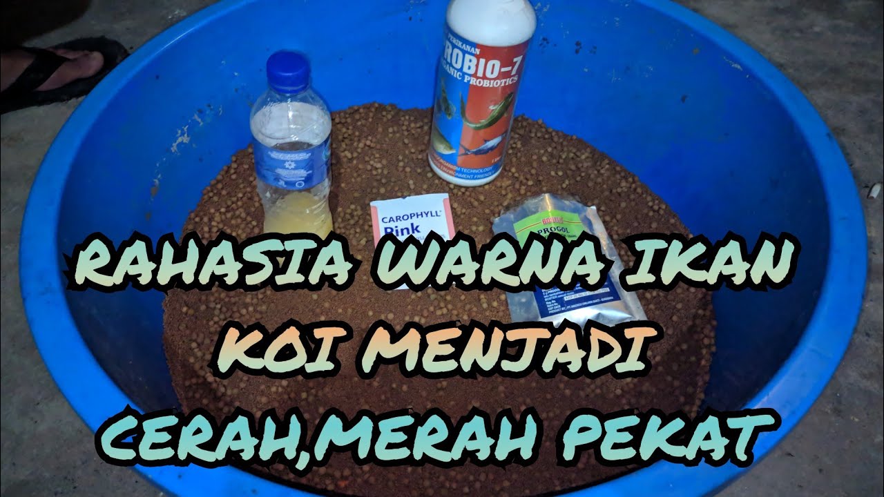 🔴 Cara mencerahkan warna pada ikan koi || Merah pekat