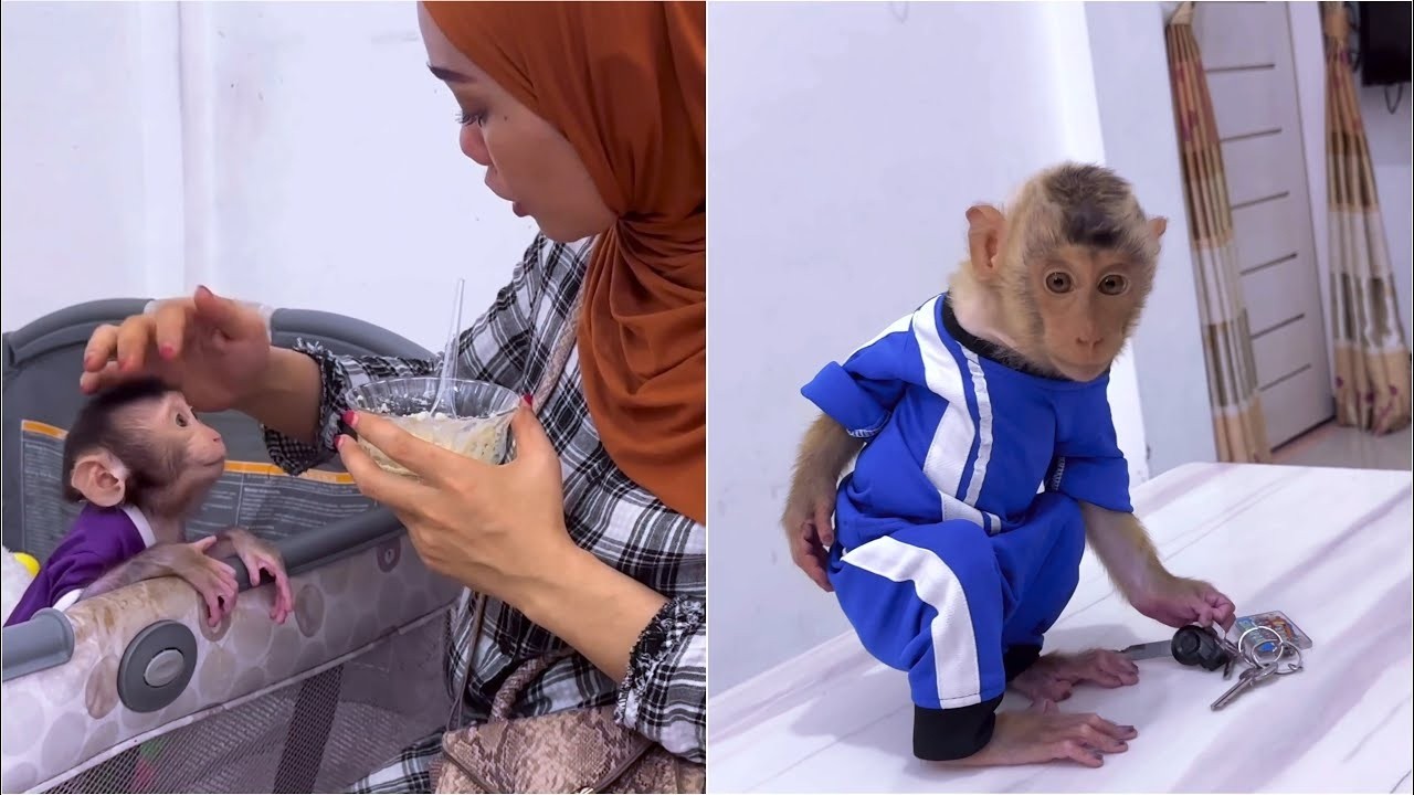 Alpha hides Mom motorbike keys because he doesnt want to look after baby Monkey Dino at home alone