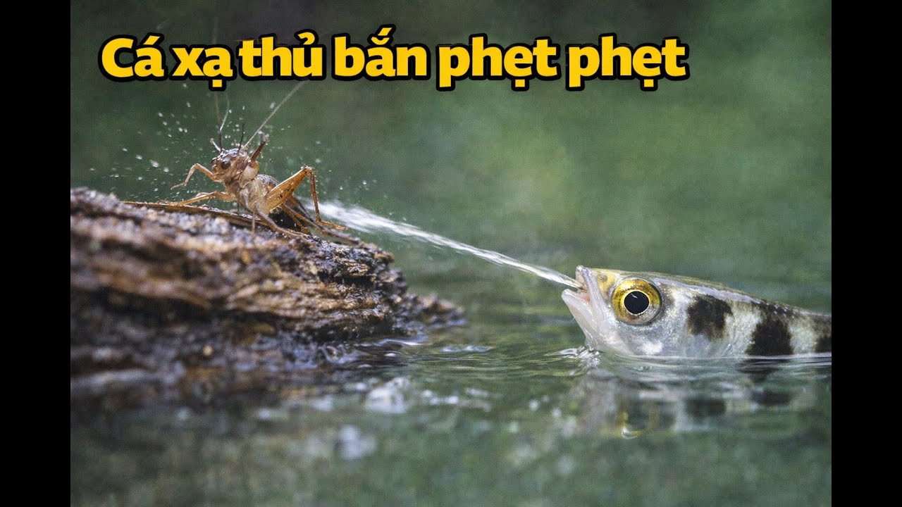 Cá Đặc Công Nước, Xạ Thủ Bắn Tỉa