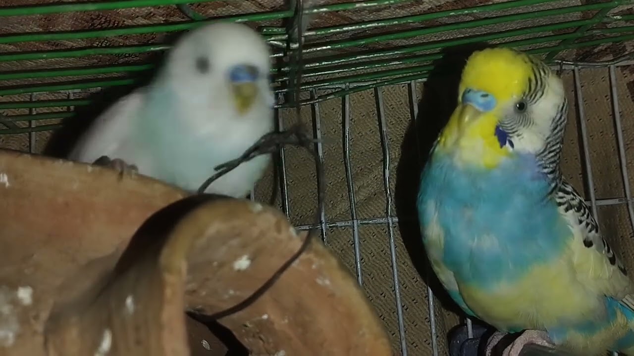 Small parrot 🦜🐦 is his little home 🏠