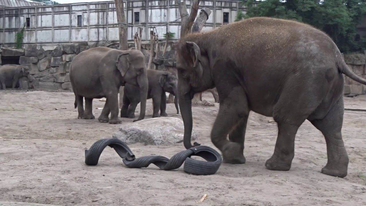 Elefanten Fußball mit einem Autoreifen im Tierpark Berlin   Juni 2018