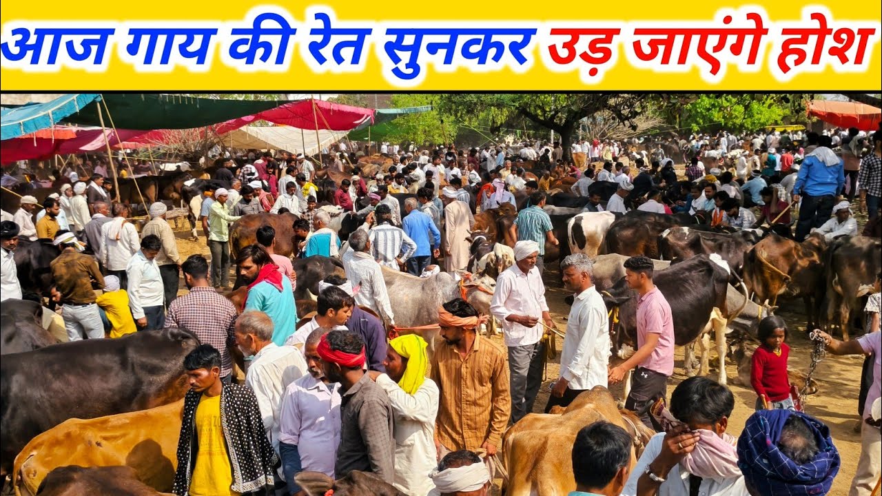 आज गाय की रेत सुनकर उड़ जाएंगे होश |  Cow Market |  Buffalo Market | Pashu Mandi