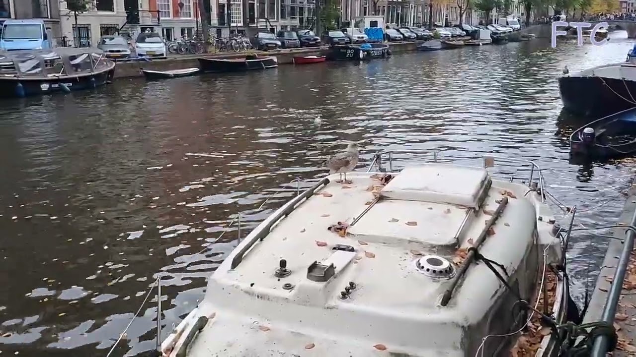 Sea gulls in Amsterdam