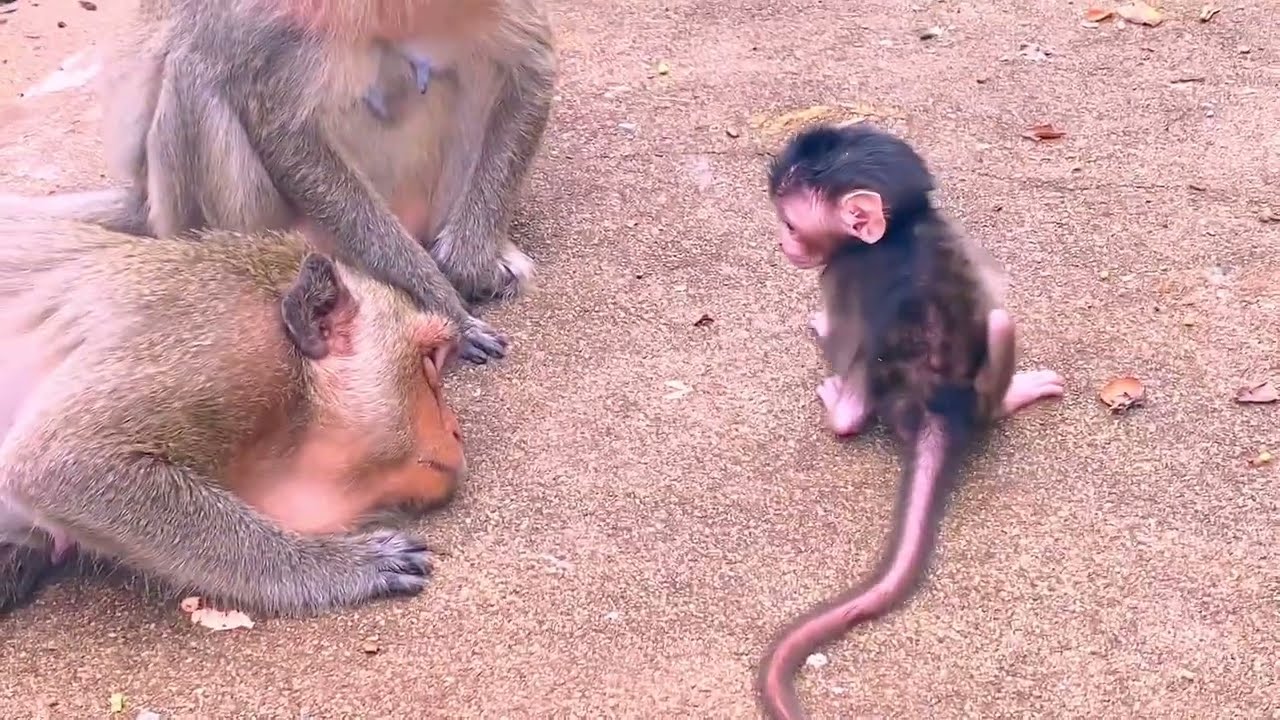 Sweet and Playful &mdash; Baby Monkey Exploring with Mama&rsquo;s Guidance ❤️