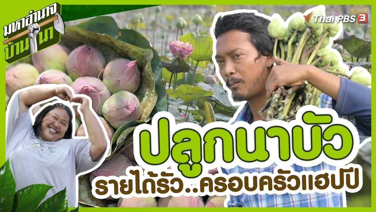 ปลูกนาบัว รายได้รัว ครอบครัวแฮปปี : มหาอำนาจบ้านนา