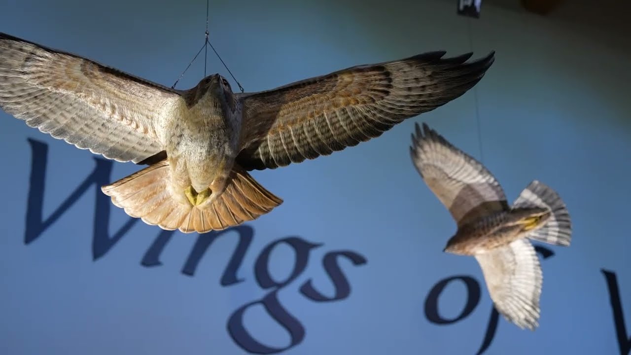 Hawk Mountain Sanctuary: Raptor Conservation and Bird Watching in Kempton, PA