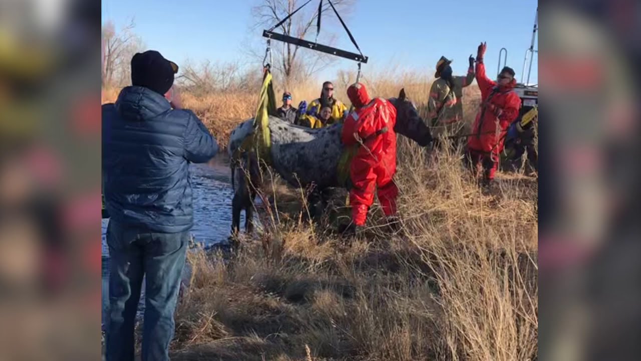 Horse rescued from frozen pond in Loveland