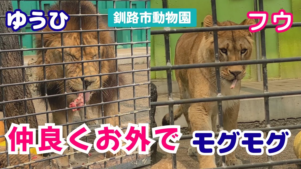 【釧路市動物園 ライオン】ゆうひとフウ🦁🐱仲良く一緒にお肉を頬張る！《2025.5.29》