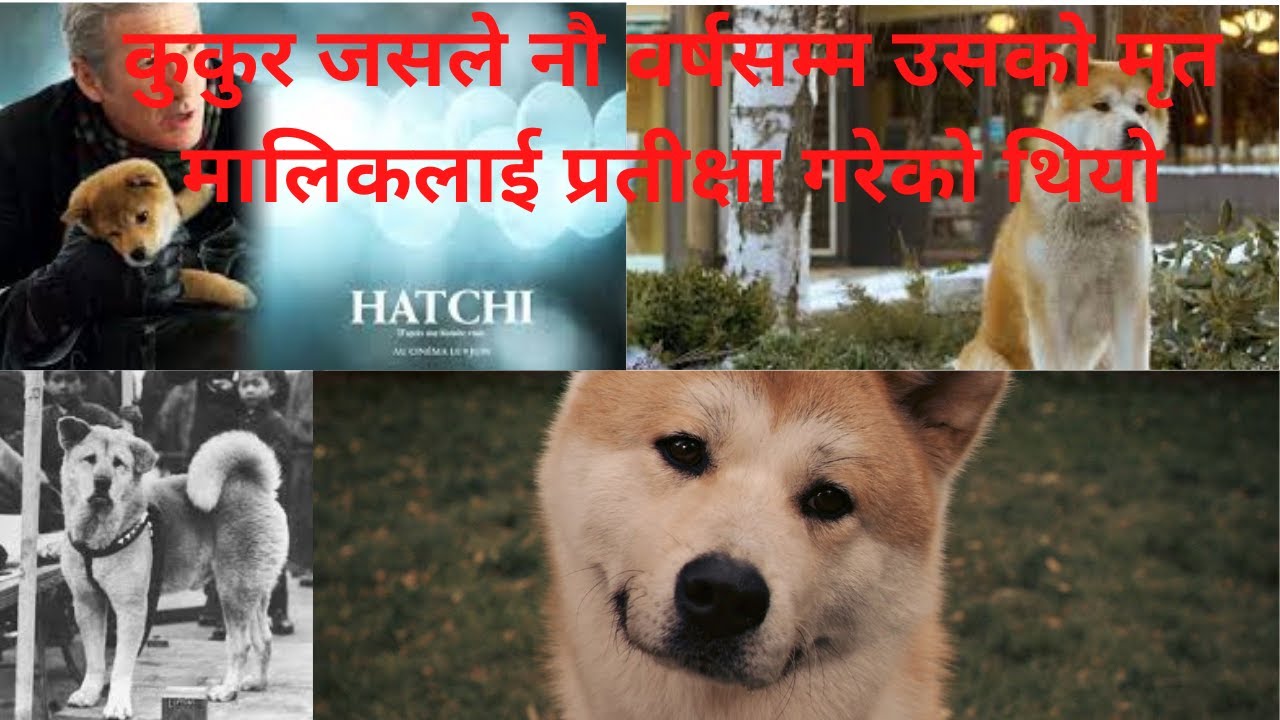 Hachi movie explained in Nepali||Best Story Teller in Nepali||Hollywood movie explain in Nepali