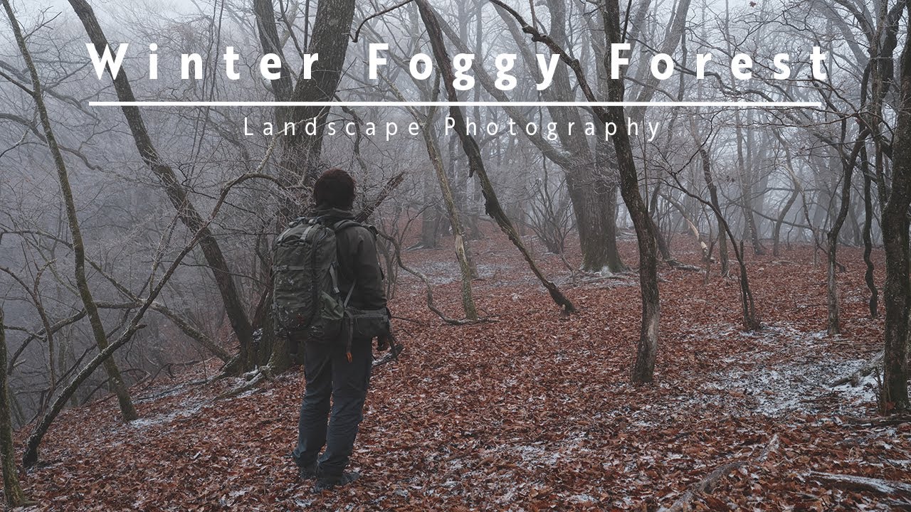 【Fujifilm GFX100S】Winter Foggy Forest〜霧の森 冬〜【風景写真】