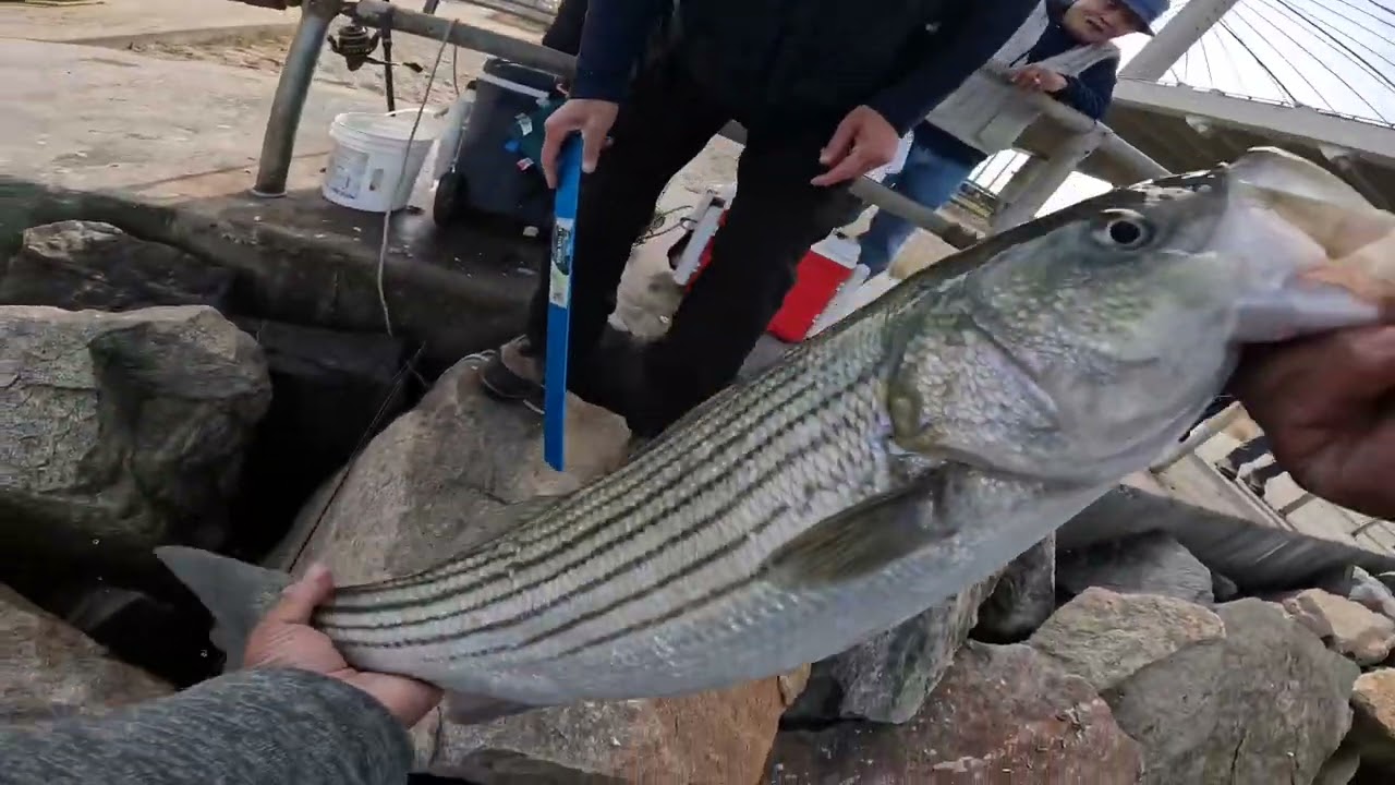 Striper fishing at Indian River inlet on bucktail jig got one today