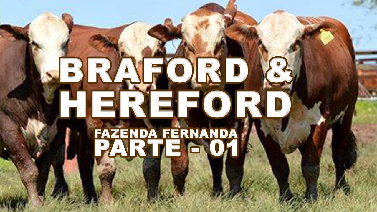MELHORAMENTO GENÉTICO - NELORE, HEREFORD e BRAFORD - FAZENDA FERNANDA.