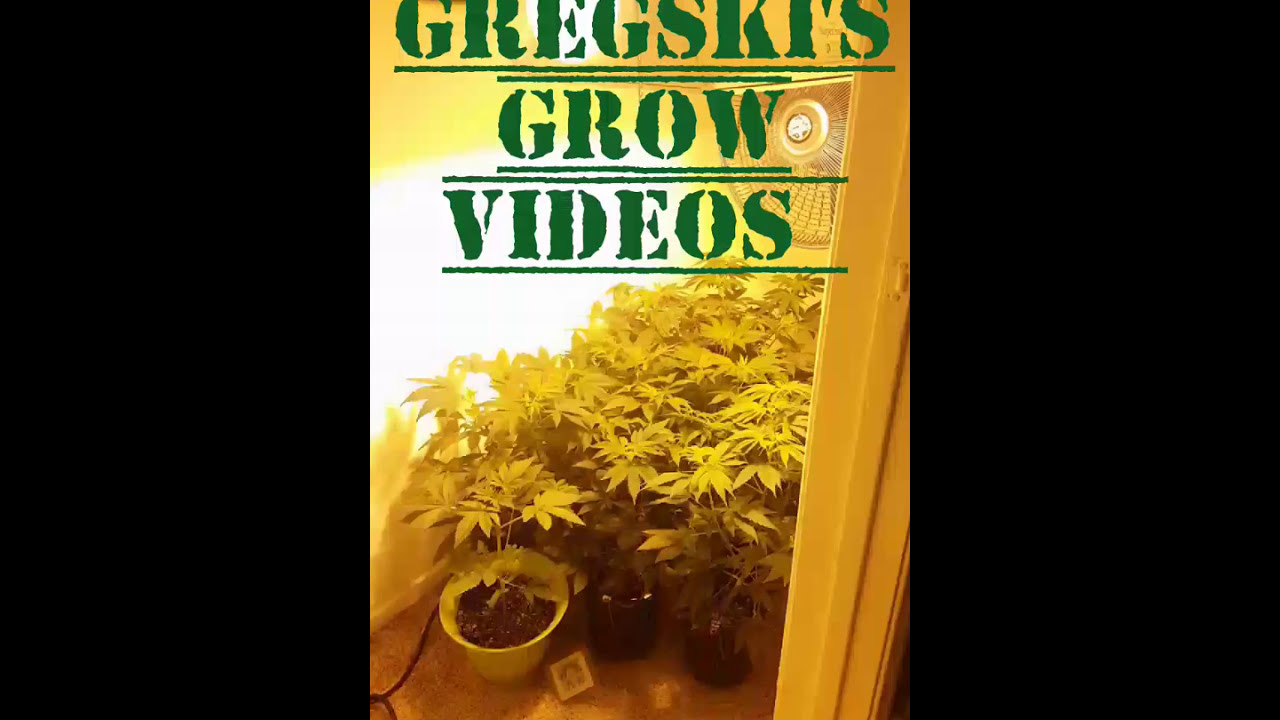 Legal weed grow in closet Mid Veg 400W HPS