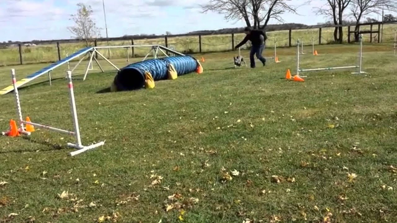 Tyler Triumphant - Benefit Agility Meet