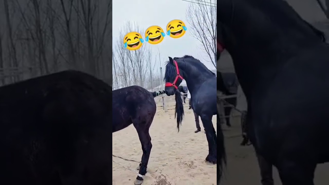 ?!😅😅🤣🤣#cupcut #shortvideo #horse طريقة تزاوج الخيول