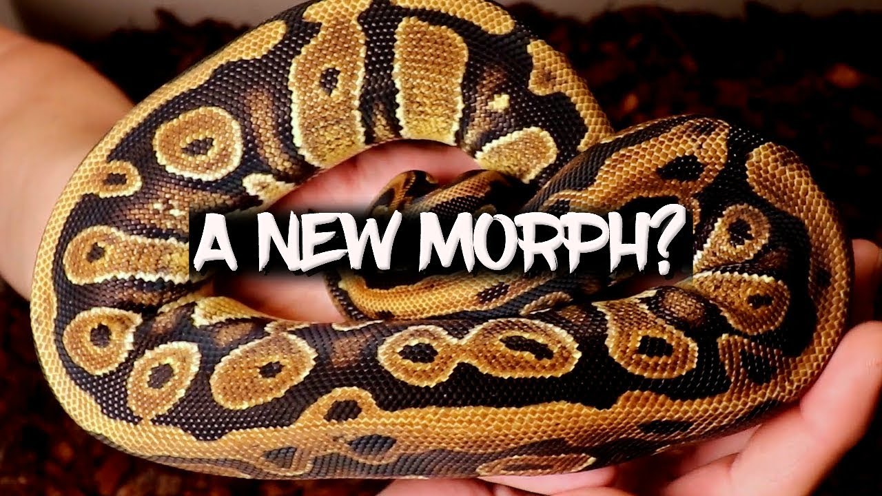 Is this a new Ball Python Morph?