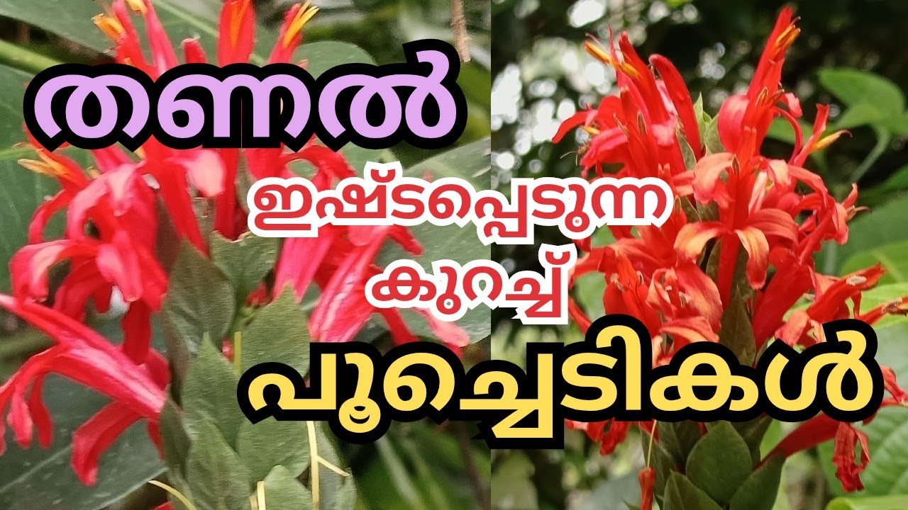 കടുത്ത ചൂടിൽ നിന്നും തണലിലേക്ക് മാറ്റിയാൽ രക്ഷപ്പെടുന്ന പൂച്ചെടികൾ