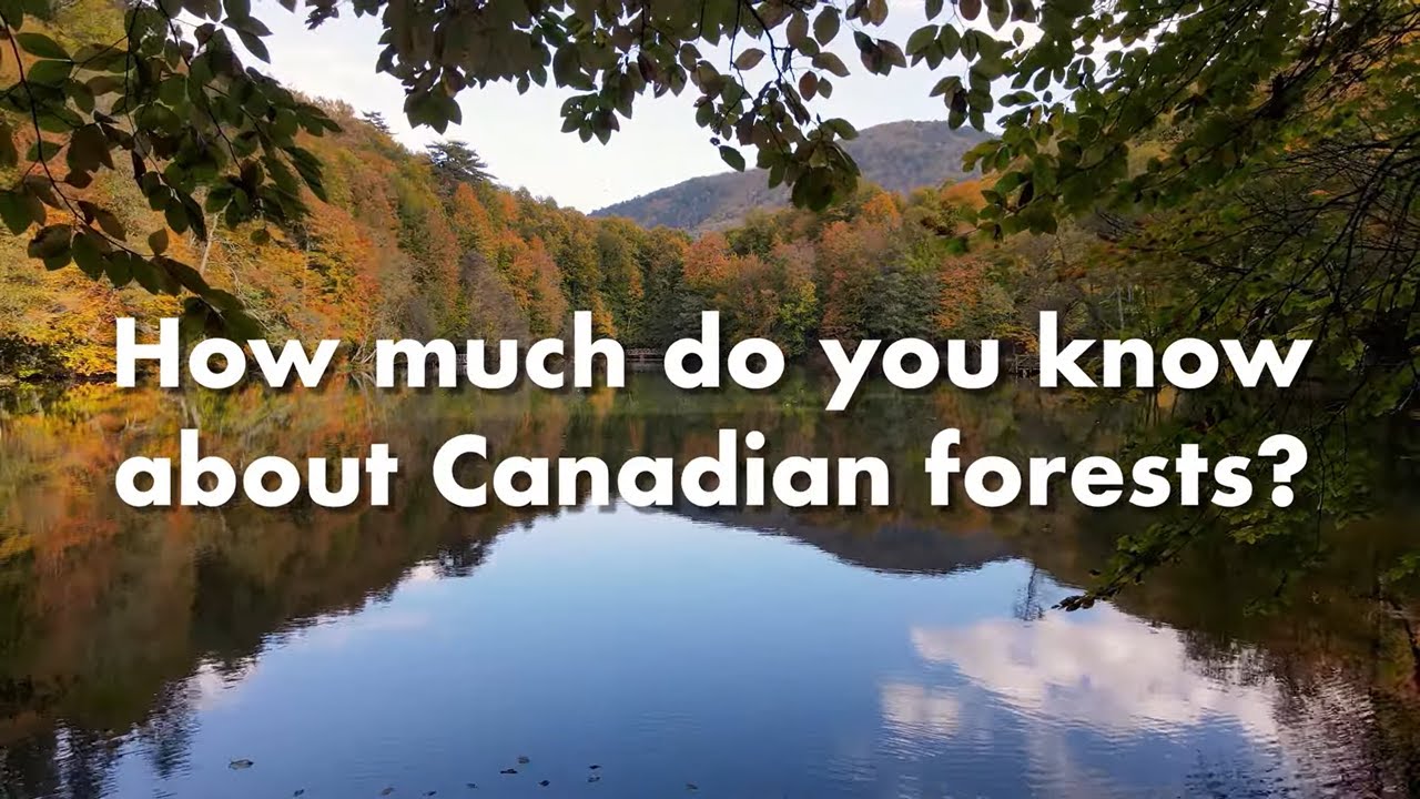 Understanding Canadian Forests & Learning About Your Trees