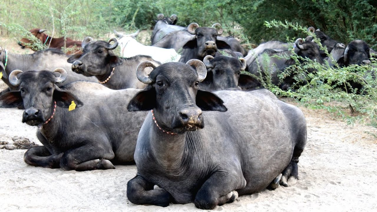 Banni grassland, also known as the Banni grassland or Banni grasslands, is a vast arid grassland eco