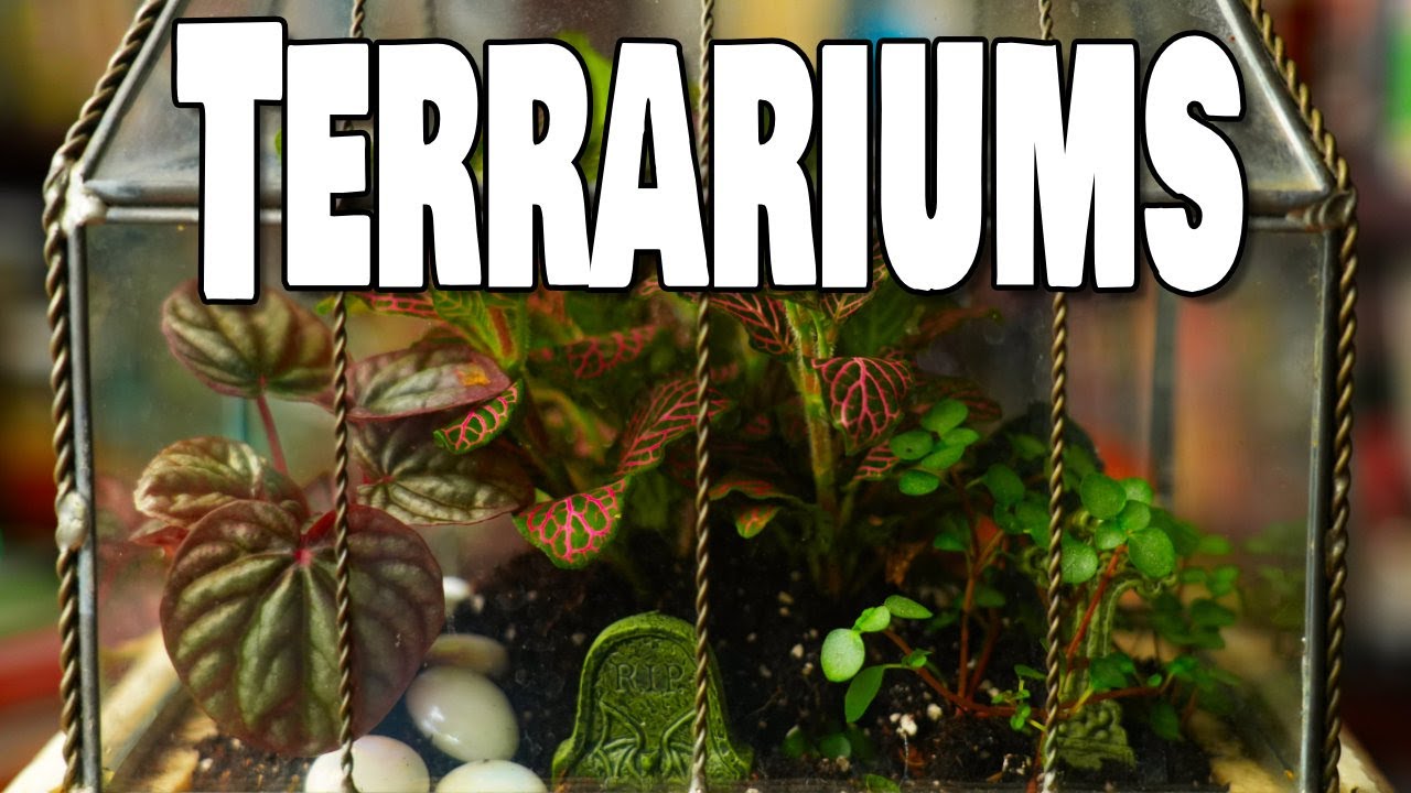 Create Your Own Terrarium - Two Styles