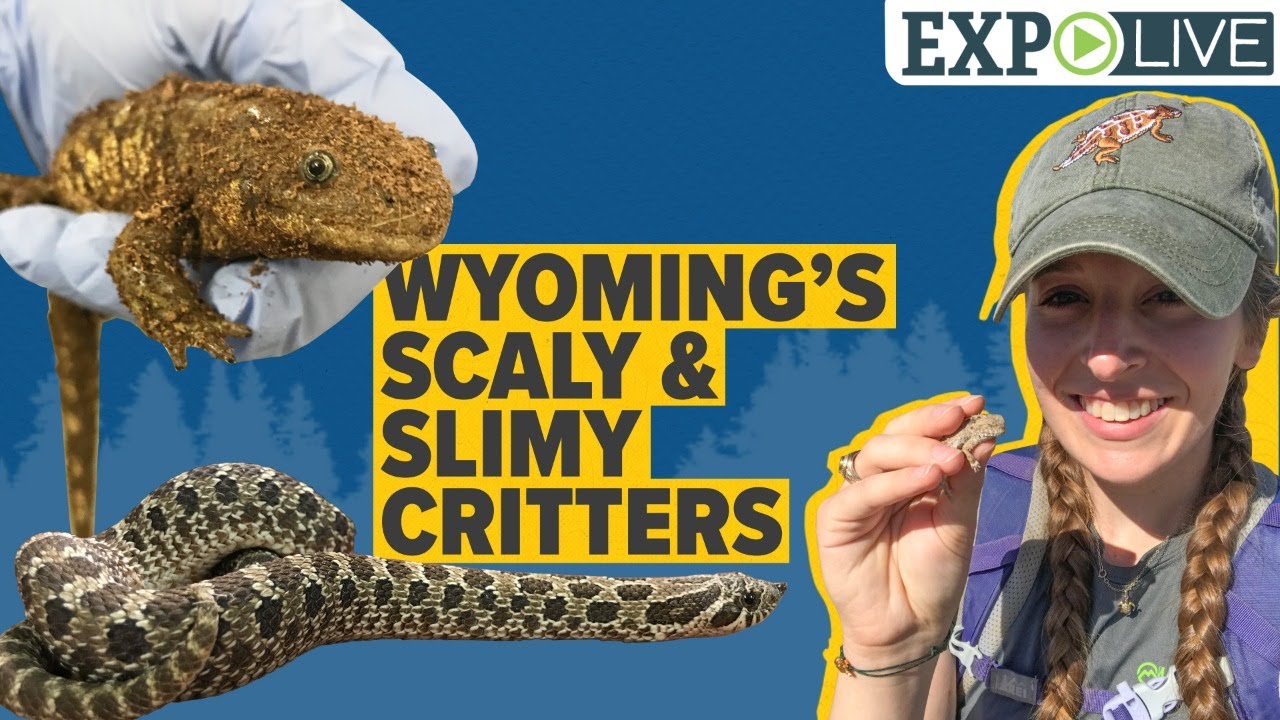 Wyoming’s Scaly and Slimy Critters