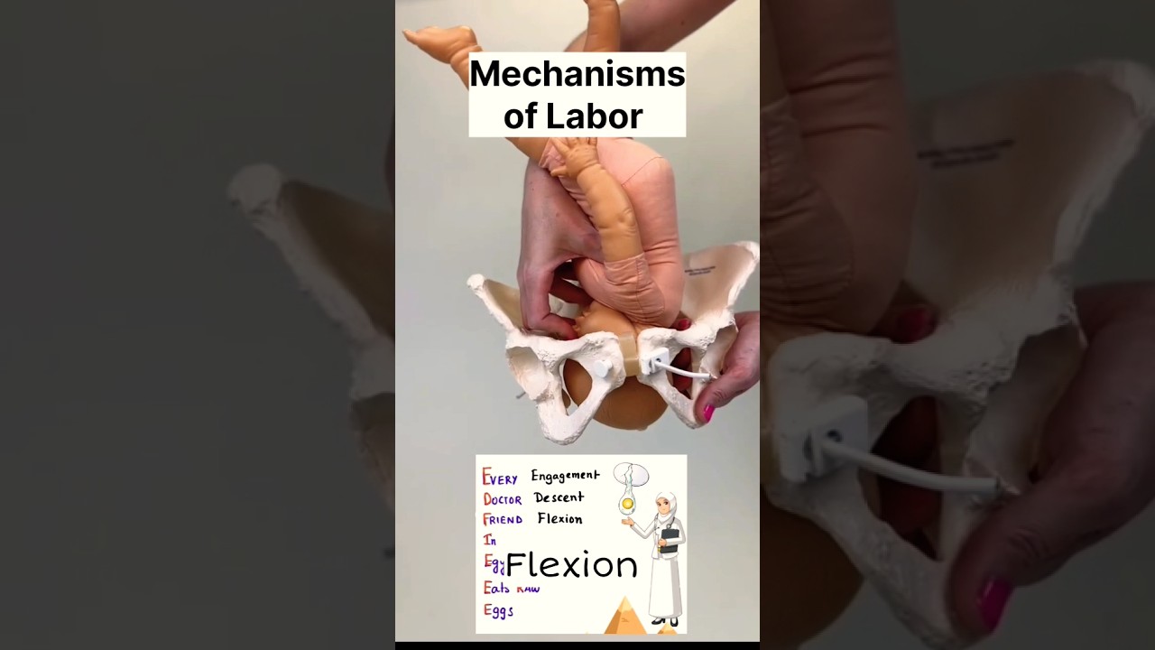mechanism of Labor | second stage of labour #labour #shorts