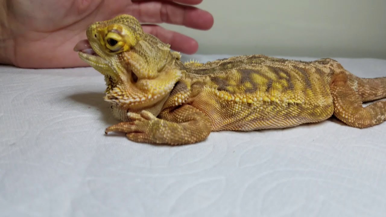Metabolic bone disease bearded dragon