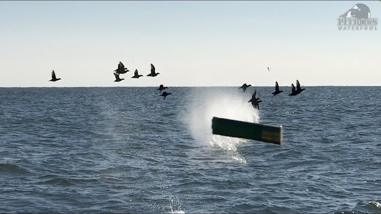 East Coast Sea Duck Hunting Maryland Style Pitboss Waterfowl Capt. Jeff Coats