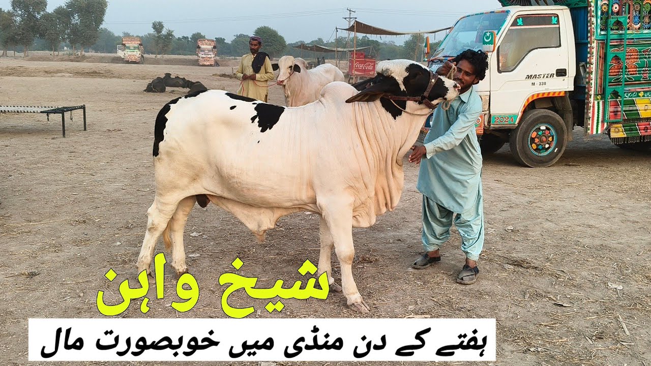 Hafty K Dan Sheikhwan Mandi Ma Khubsorat Mall |    @MandiBoy8080 | Zeeshan khan 