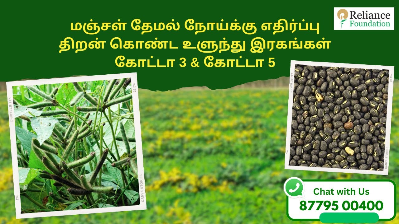 மஞ்சள் தேமல் நோய்க்கு எதிர்ப்பு கொண்ட உளுந்து ரகங்கள்