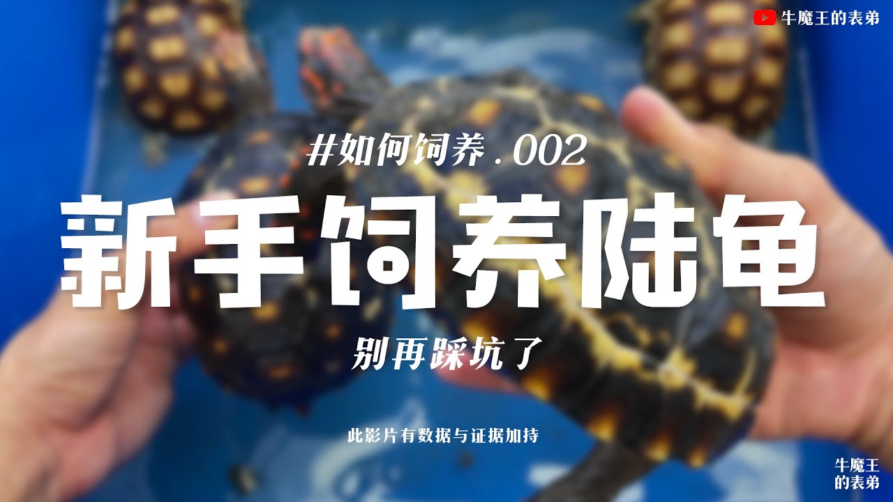 【如何飼養.002】陆龟你真的养对了吗？有些商家都不知道的“秘密” 揭秘隆背的真正原因！#牛魔王的表弟 #陆龟 #红腿象龟 #苏卡达 #tortoise #epsmy