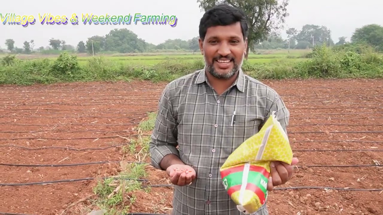 మొక్కజొన్న పంట వివరాలు(16-Nov-2025)