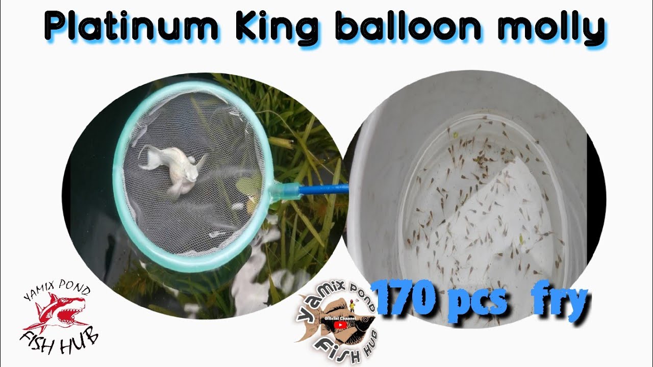 platinum King balloon molly Big mama giving birth 170pcs fry