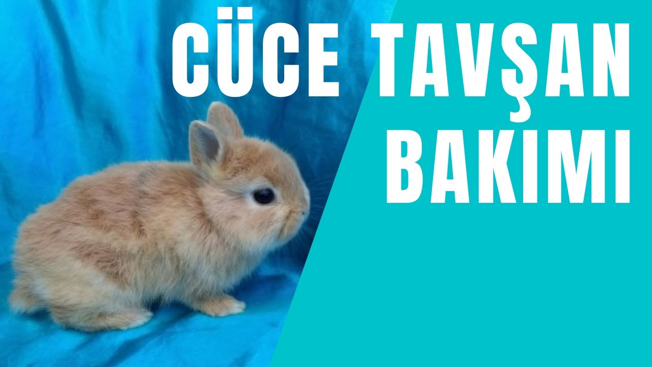 CÜCE TAVŞAN BAKIMI VE YAVRU TAVŞAN NASIL BESLENİR | TAVŞAN BAKIMINA DAİR HERŞEY