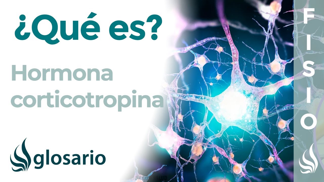 CORTICOTROPINA | Qué es, qué la segrega, efectos, dónde actúa y a qué se deben sus alteraciones