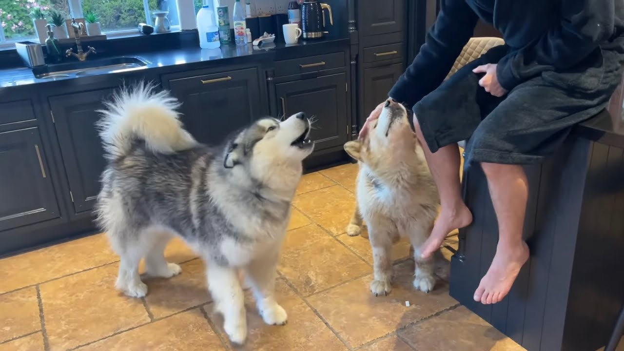 These Alaskan Malamutes Get So Jealous For Attention! Phil Cries! (Cutest Ending Ever!!)