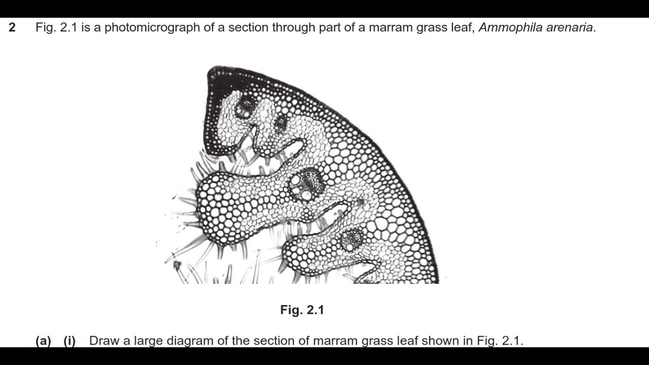 2022 May/June V1 IGCSE Biology (0610) - 0610/61/M/J/22 Paper [6] Dr. Hanaa Adel