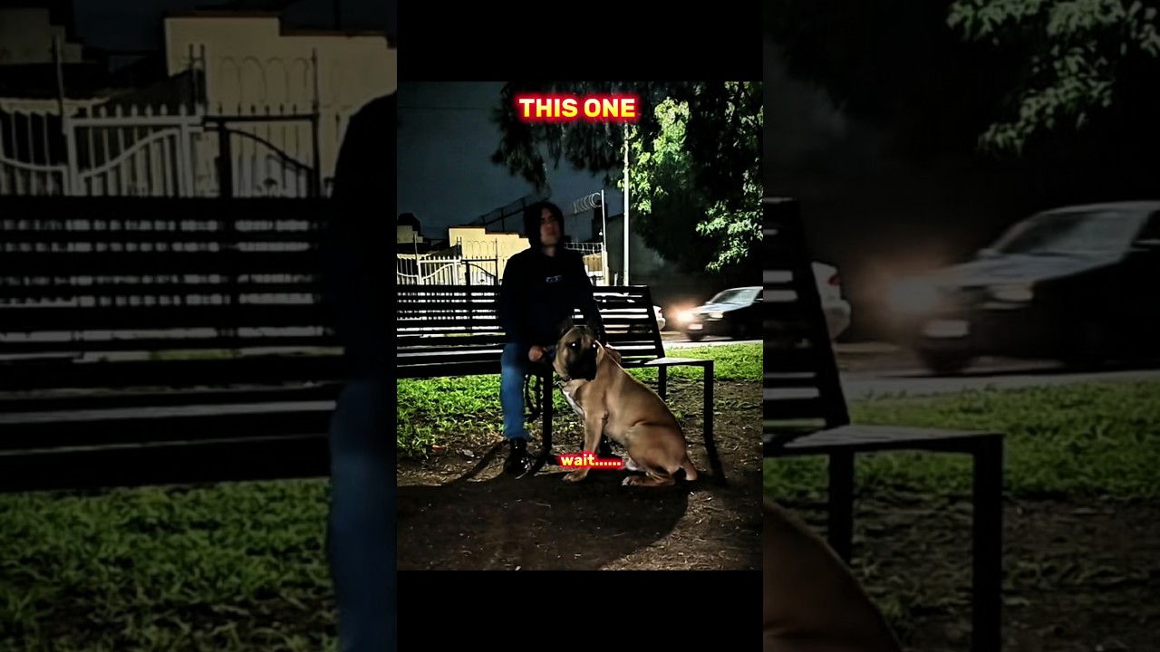 &ldquo;Other Dogs Protecting Owners vs The Strongest Guard Dog 🐶🔥 | Viral Pets&rdquo; #shorts #viralshorts