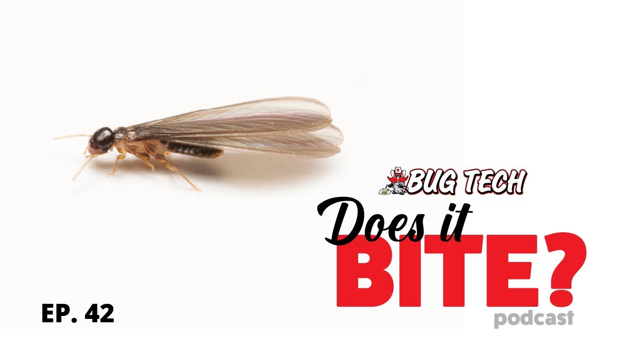 Swarm Season Bites Hard: How to Prepare for Termite Infestations