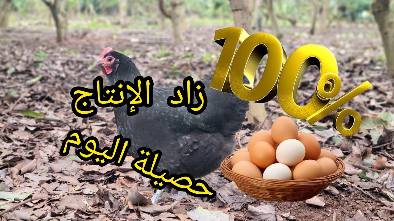 الحمد لله المشروع بدأ في النجاج والدجاج زاد في الإنتاج وهذه حصيلة اليوم من البيض