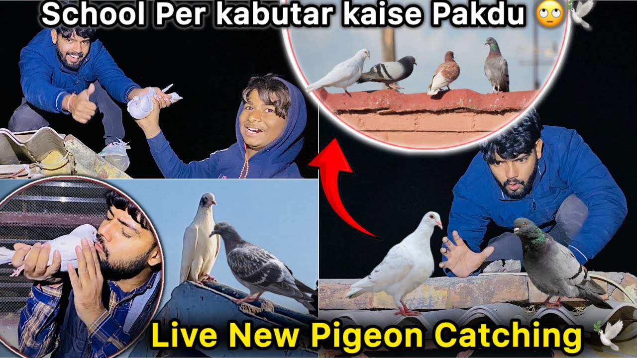 School se kabutar Pakdne Gaye 😳 || Jungli kabutar se Cross Pigeon Pakad Liya 🤑🕊️