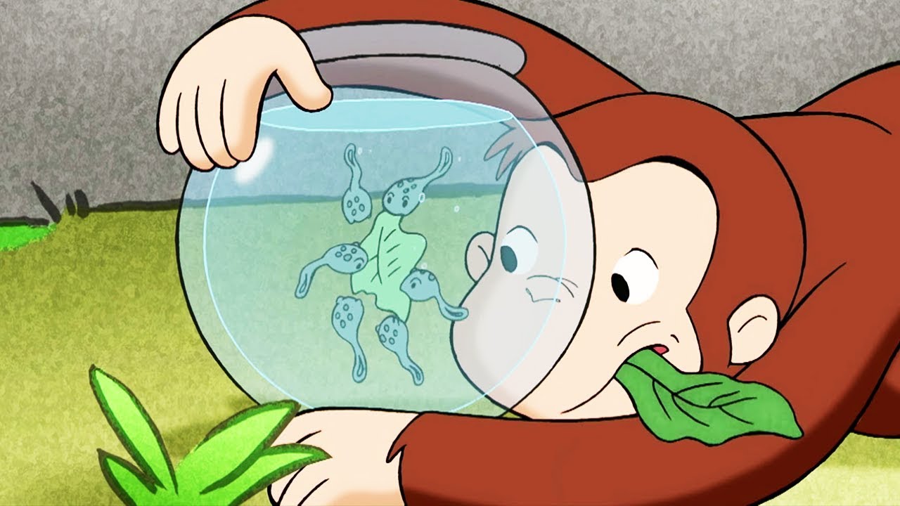 Georges le Petit Singe 🐵Les Têtards 🐵Saison 1 Épisode Complet 🐵Dessins Animés