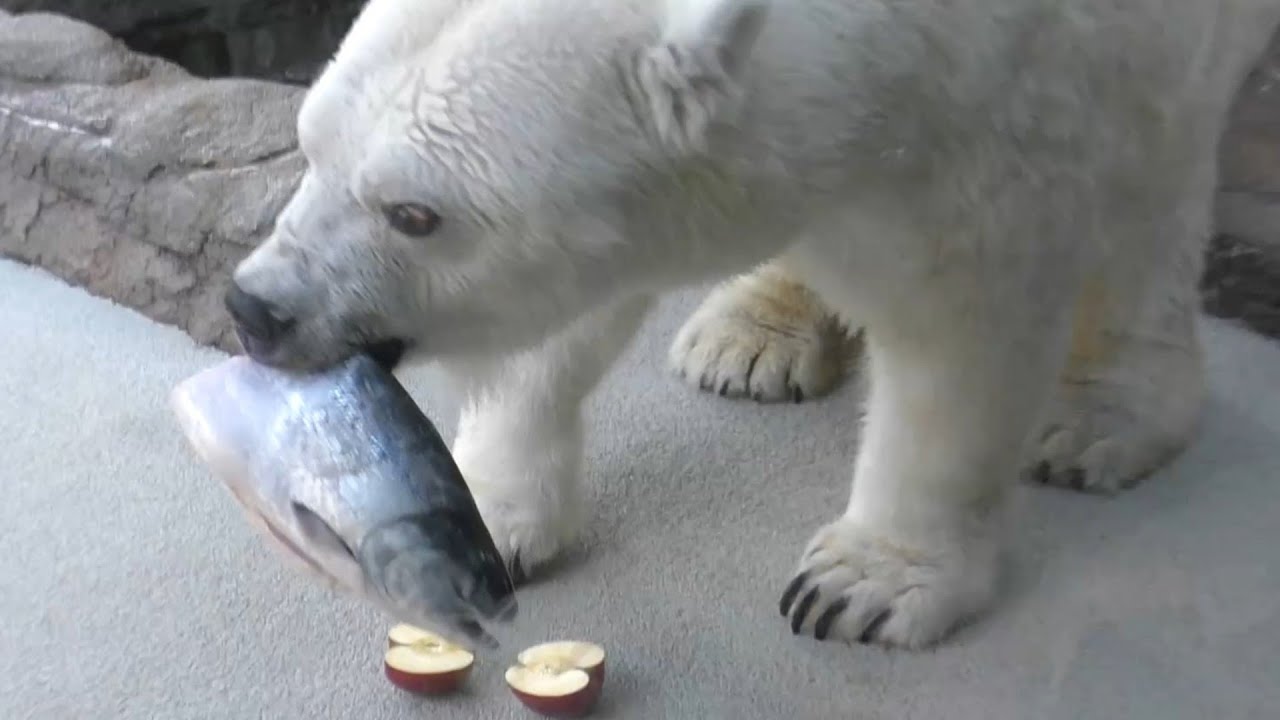 【激レア】しろくまピース鮭を食べる♪とべ動物園にて