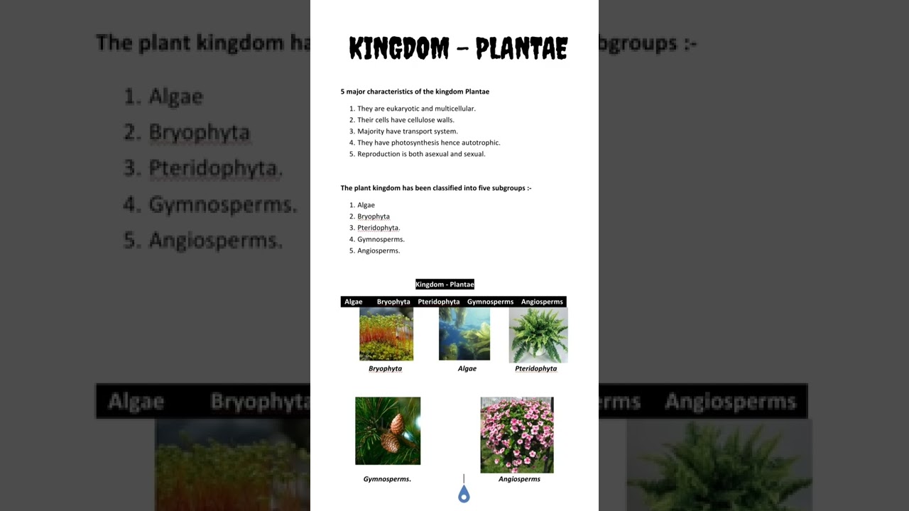 KINGDOM - PLANTAE