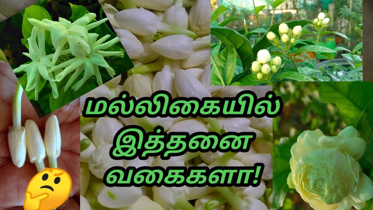 மல்லி வகைகள் / வளர்ப்பு முறை / மாடித்தோட்டம்  / Jasmine